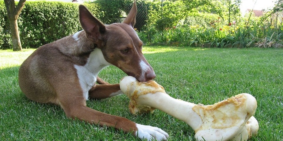 Hundeschule, Sachkundeprüfung, Mantrailing Willkommen bei Hunde