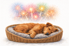 Hund schl&auml;ft entspannt im K&ouml;rbchen, trotz Feuerwerk im Hintergrund.