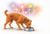 Realistische Zeichnung eines struppigen, rot-braunen Hundes, der entspannt aus seiner Futtersch&uuml;ssel frisst, w&auml;hrend im Hintergrund buntes Feuerwerk am Himmel zu sehen ist &ndash; Beispiel f&uuml;r Desensibilisierung gegen&uuml;ber Ger&auml;uschreizen.&ldquo;  Tooltip: &bdquo;Ruhiges Fressen trotz Feuerwerk &ndash; Beispiel f&uuml;r schrittweise Desensibilisierung gegen&uuml;ber Ger&auml;uschen.