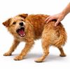 Schmerzbedingte Aggression beim Hund durch Ber&uuml;hrung ausgel&ouml;st