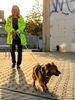 Suchhund im Training Suchhund im Training