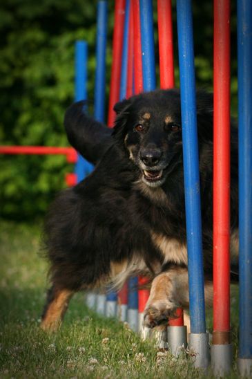 Hovawart-Hündin Lizzy im Agility-Slalom