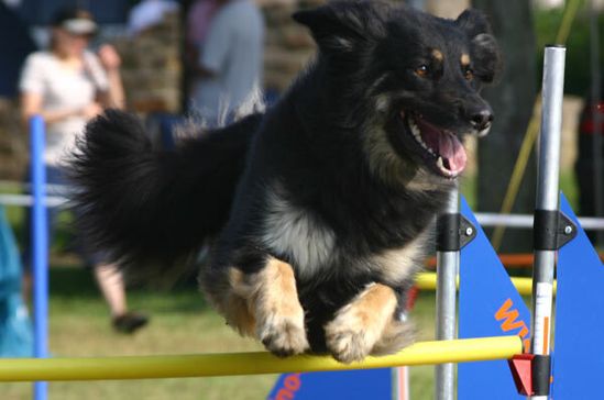Hovawart-Hündin Lizzy beim Sprung über eine Agility-Hürde