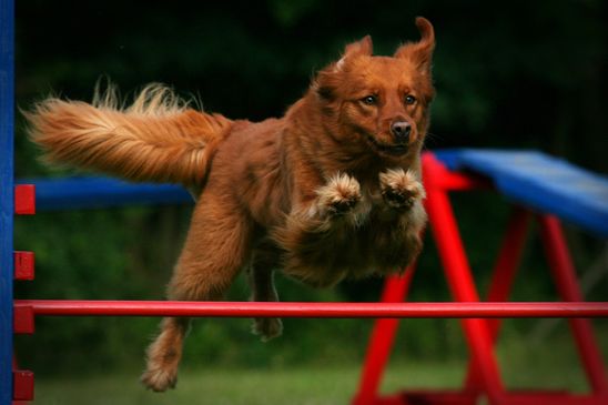 Mischlingshündin Mabel beim Sprung über eine Agility-Hürde