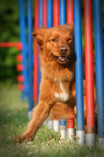 Mischlingshündin Mabel im Agility-Slalom